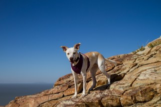 Millie, the best hiking pal