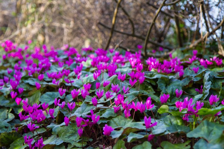 BrixhamBerryHead_045