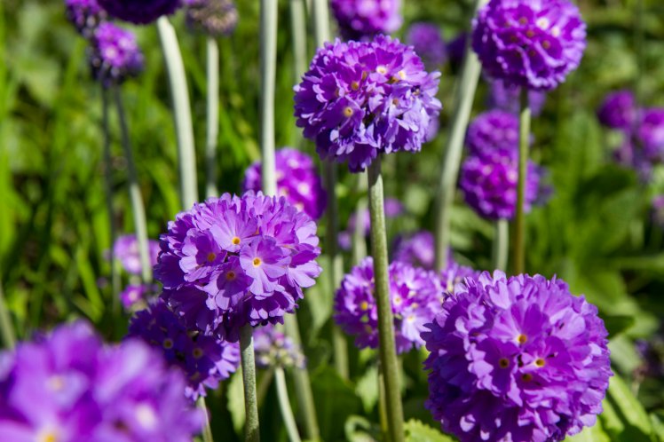 RoyalBotanicalGarden_012