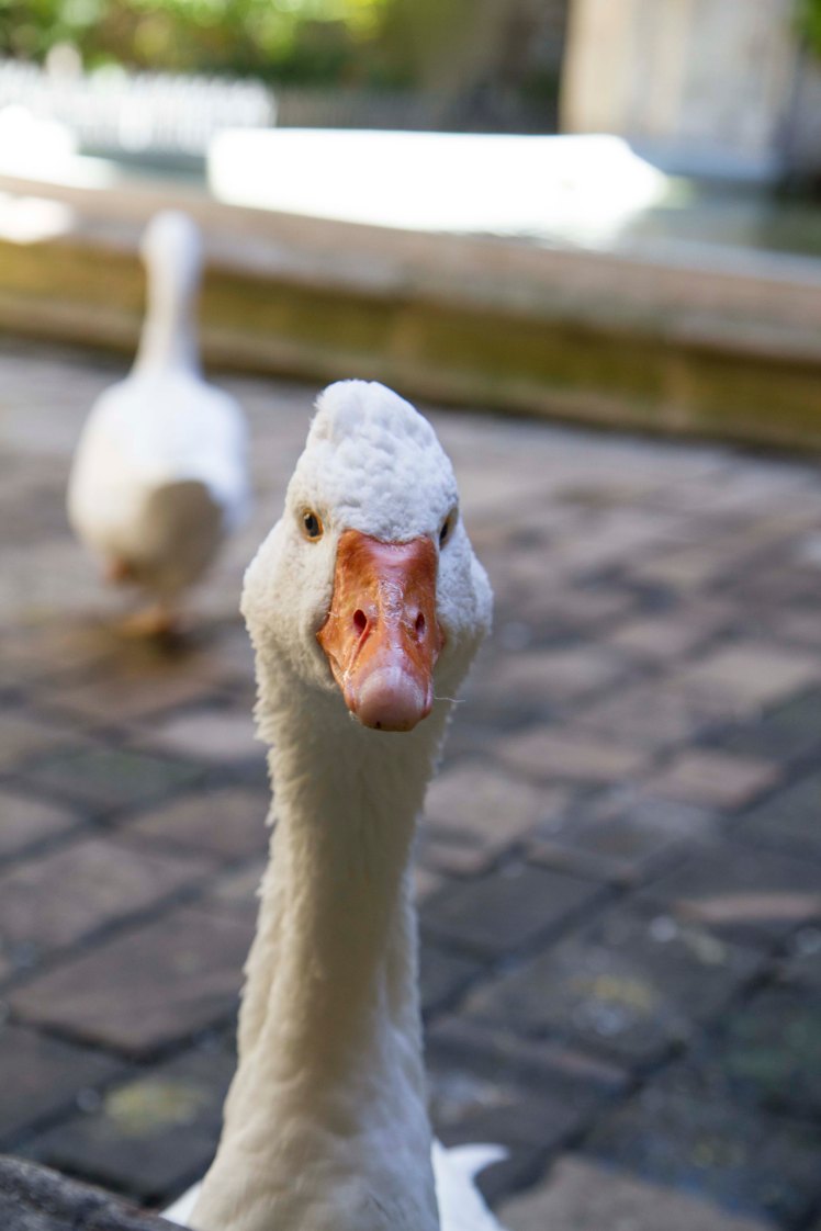 BarcelonaCathedral_039